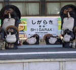 ホームで狸の出迎え